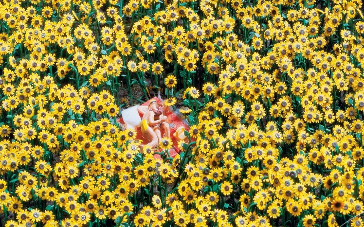 Mitteldeutschland Harz Liebespaar Sonnenblume
