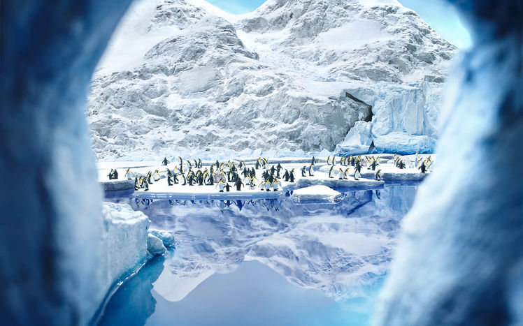 Patagonien antarktis pinguine