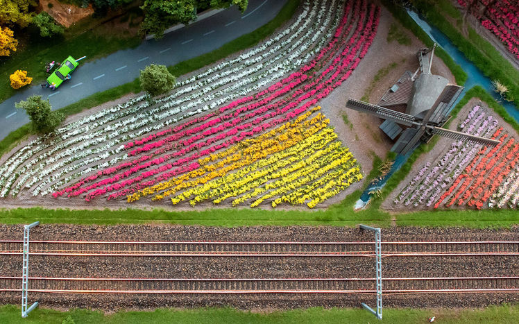 Welt von oben tulpen windmuehle